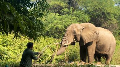 Shankar, the 29-year-old African elephant, being fed sugarcane by veterinary officer Dr Abhijit Bhawal at Delhi zoo Credit: Delhi zoo