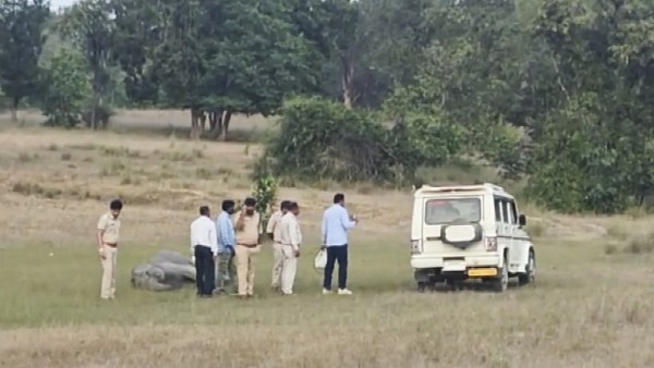 wild elephants death