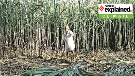 sugarcane, maharashtra farmers, indian express