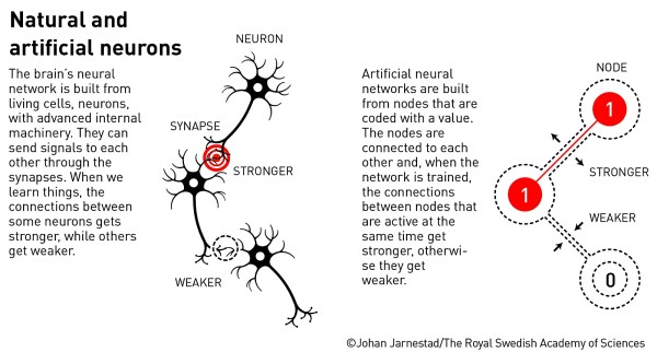 neurons