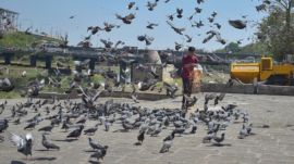 Popular pigeon-feeding spots can be found across Delhi — from the walled city areas of Chandni Chowk, Mori Gate, and Kashmere Gate, Paharganj, Jama Masjid, Inner circle of Connaught Place, and India Gate.
