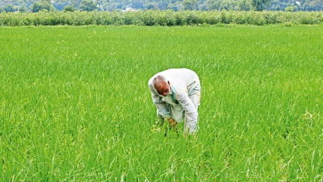 harvest paddy, paddy, paddy crop, paddy season, Paddy procurement, harvest paddy manually, editorial, Indian express, sentiment  news, amerind  explicit  editorial