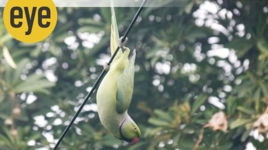 parrot