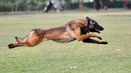 Phantom, 4-year-old Army dog, dies in line of duty during Jammu encounter