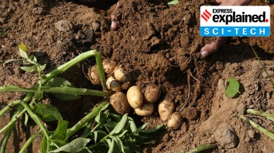 How early humans evolved to eat starch, why that matters