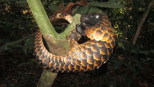 Pangolin smuggling