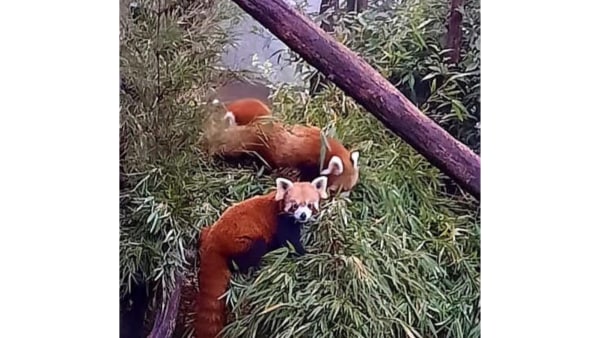 Red Panda