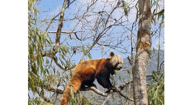 Red Panda