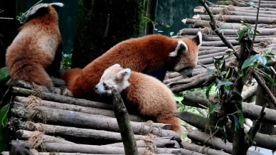 Red Panda