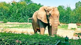 Delhi zoo African elephant, Delhi zoo African elephant Shankar, Delhi Zoo, Delhi zoo animals, delhi news, India news, Indian express, current affairs
