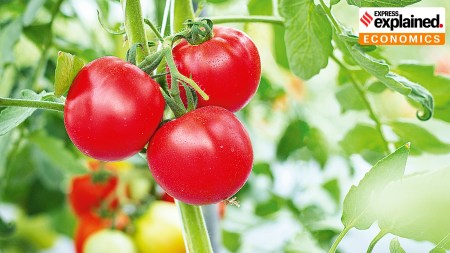tomato prices, tomato, tomatoes, National Cooperative Consumers’ Federation of India, subsidised price, tomato subsidised price, Indian express news, current affairs
