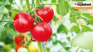 Explained: Why tomato prices have hit Rs 100/ kg