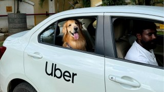 Uber Pets