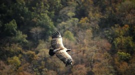 Wildlife population declined by 73% in 50 years: WWF report