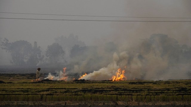 stubble burning