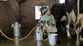 patiala village farmers dairy