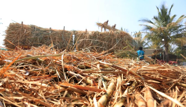 sugarcane field