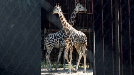 No onset of winter yet, but slight dip in night temp likely this weekend: Met