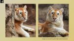 Thailand’s ‘cute’ golden tiger, Ava, goes viral