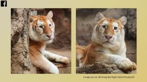 Thailand’s ‘cute’ golden tiger, Ava, goes viral