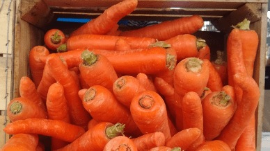 Carrots e coli outbreak in US
