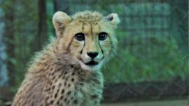 Nirva, one of the cheetahs relocated from South Africa in 2022, had shown signs of pregnancy over the past few weeks. (File Photo)