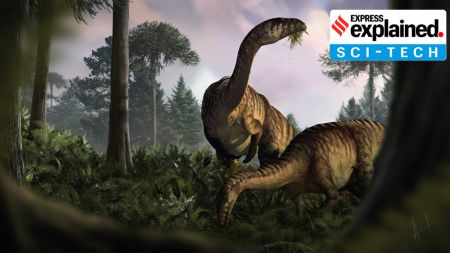 dinosaur fossil dung faeces