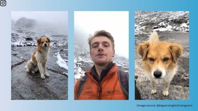 Stray dog helps hiker lost in Peruvian mountains (Image source: @elueroingles/Instagram)