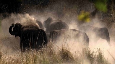 Days after 10 elephants died, ostensibly after eating large amounts of kodo millets, the 20-year-old lone surviving male from the herd of 13 elephants is struggling to reconcile with the loss.