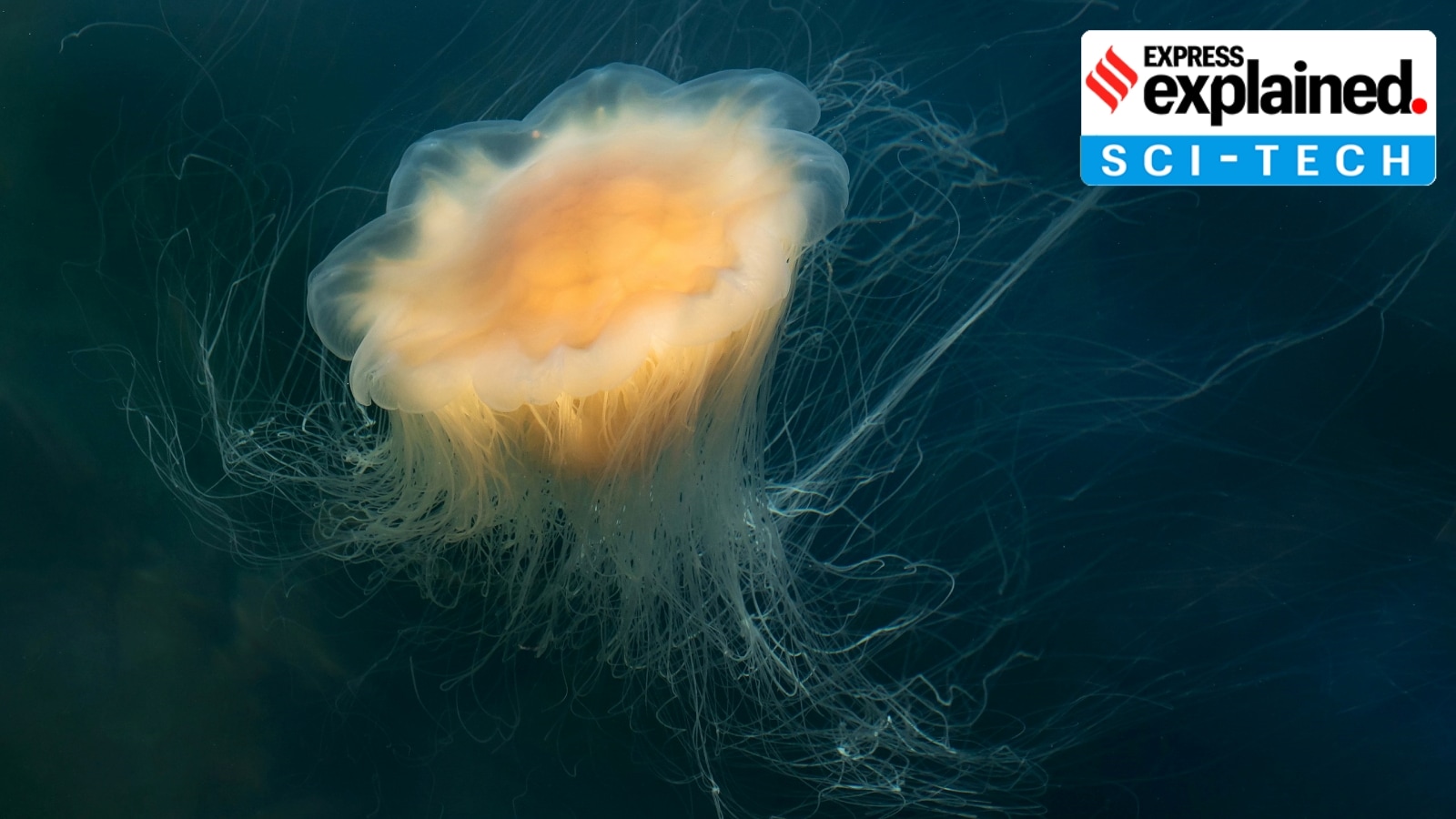 How ‘Benjamin Button’ jellyfish reverse age to survive