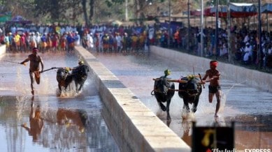 Kambala