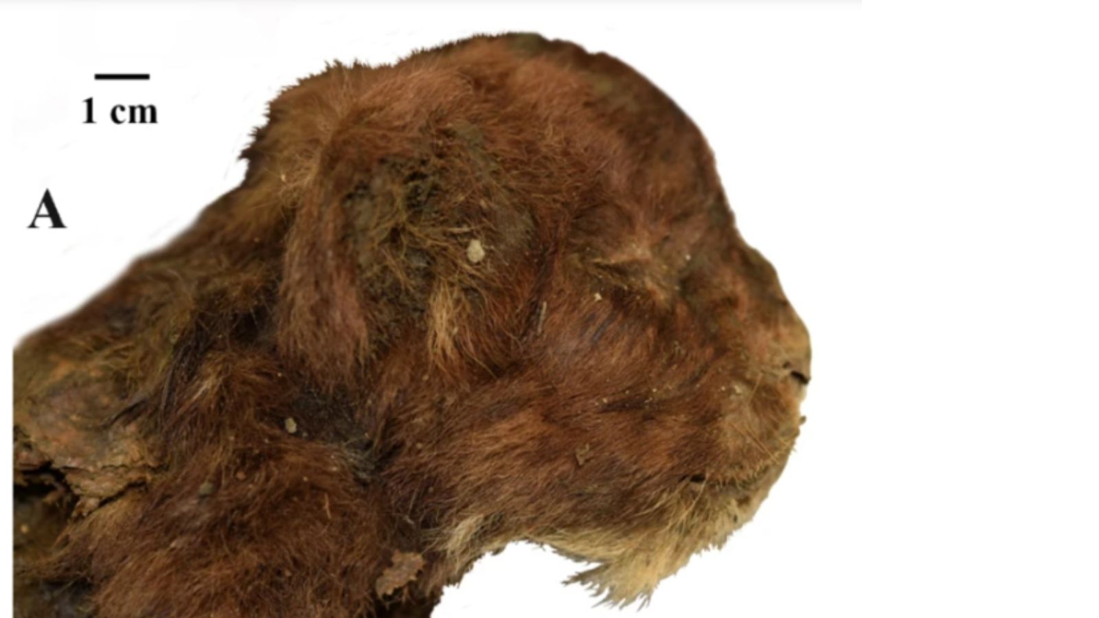 In a first in paleontological history, sabre-toothed kitten mummy found in Siberia with intact skin, fur and toes | Technology News