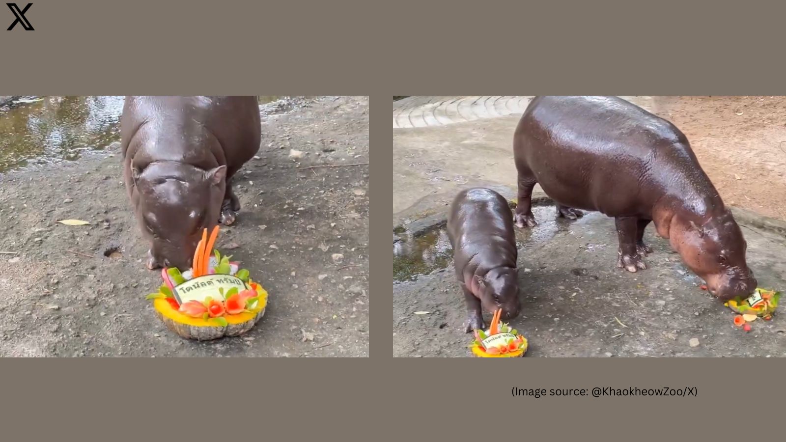 Thailand’s viral hippo ‘predicts’ 2024 US election winner; zoo posts