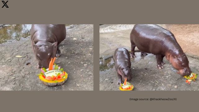 Thailand’s viral hippo, Moo Deng ‘predicts’ 2024 US election winner