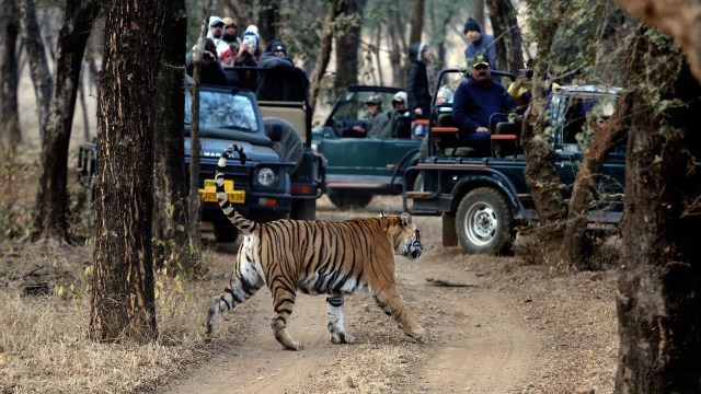 Rajasthan tiger