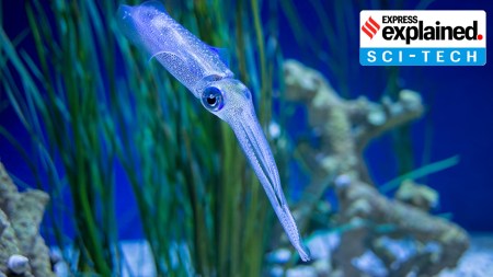 How scientists developed pills that can replace injections