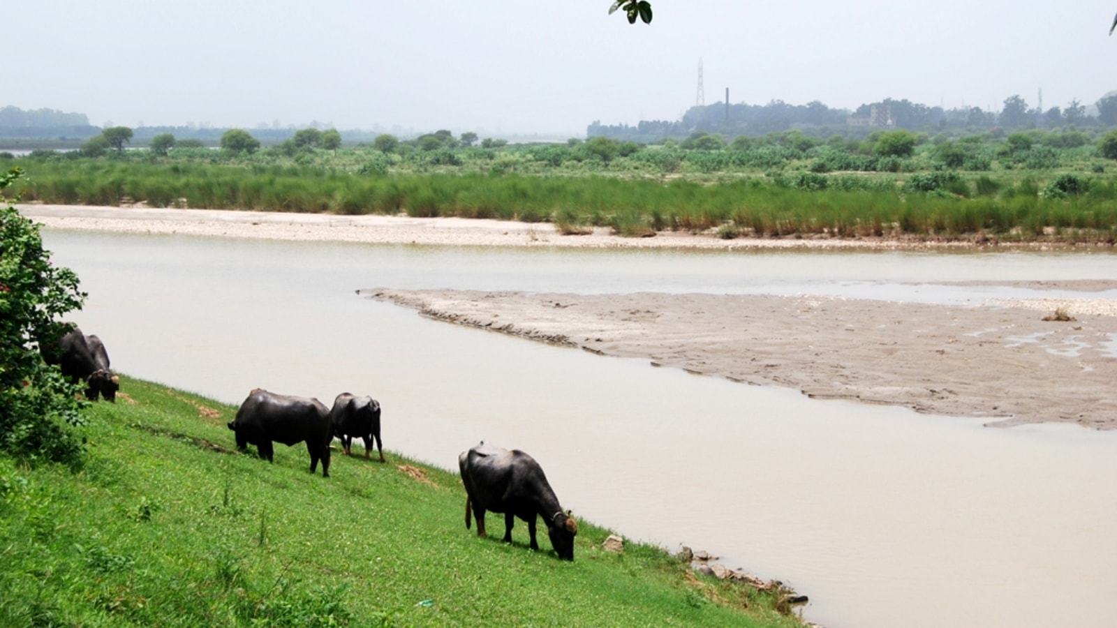 Anger mounts in Rajasthan district over pollution in river Sutlej, local leaders say Punjab’s industries to blame