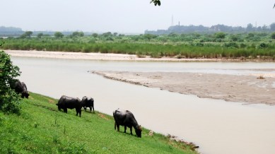 Sutlej river pollution, Sutlej, Sutlej Yamuna Link Canal, river Sutlej pollution, Sutlej river, National Green Tribunal, Indian express news, current affairs
