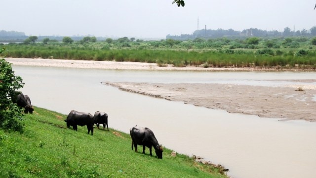 Sutlej river pollution, Sutlej, Sutlej Yamuna Link Canal, river Sutlej pollution, Sutlej river, National Green Tribunal, Indian express news, current affairs