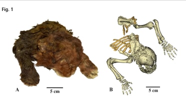 saber toothed cat