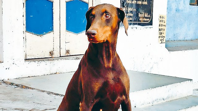 Sniffer dog, Sniffer canine  solves theft case, theft case, road  remainder  location   theft case, Ahmedabad news, Gujarat news, India news, Indian express, existent   affairs