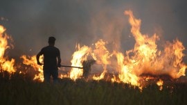 Stubble Burning