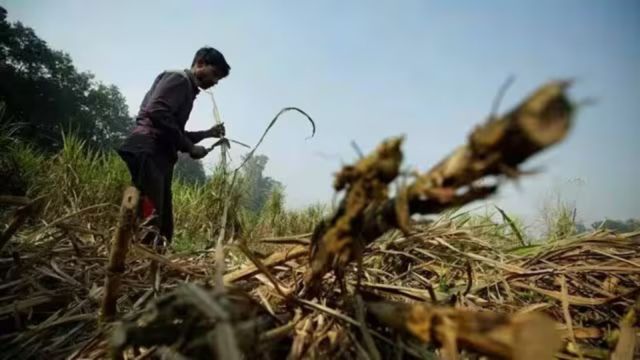 Sugarcane Maharashtra