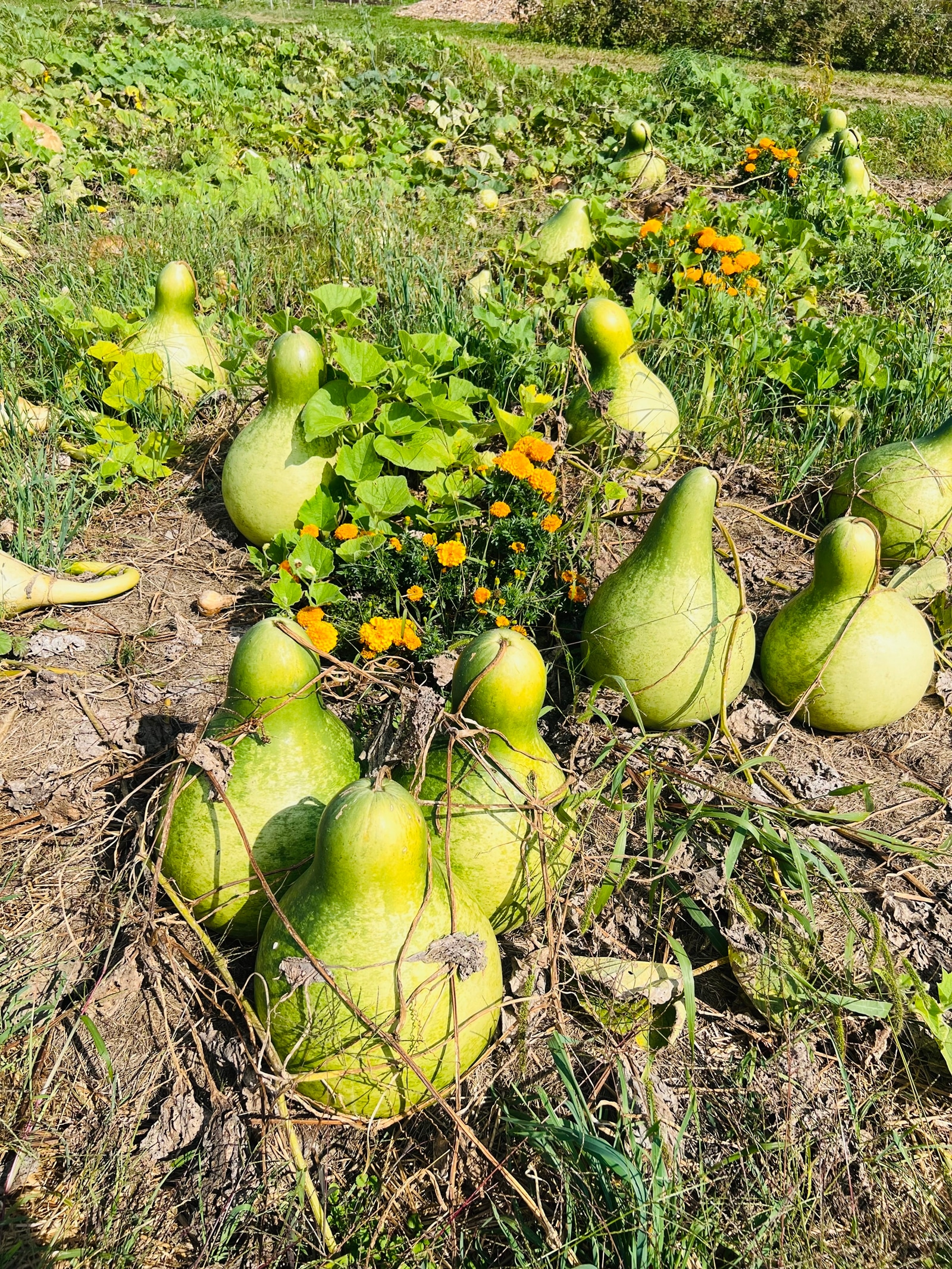 gourd