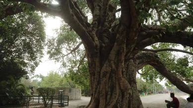 The project has recently gained momentum, with nearly 25,000 trees counted daily.