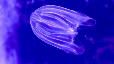Comb jellies, also known as ctenophore Mnemiopsis leidyi.