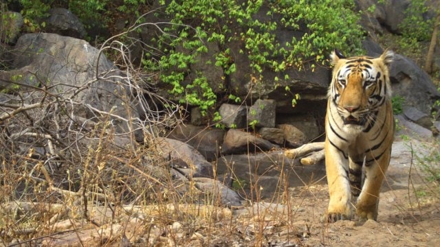 Chhattisgarh revives tiger plans as young visitor walks into sanctuary