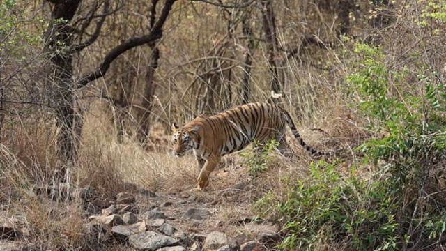 Tiger Reserve