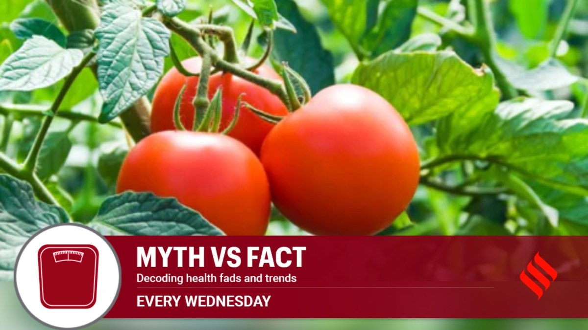 https://images.indianexpress.com/2024/11/Tomatoes-1.jpg?w=1200