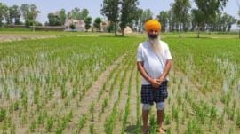 Kharif rice production